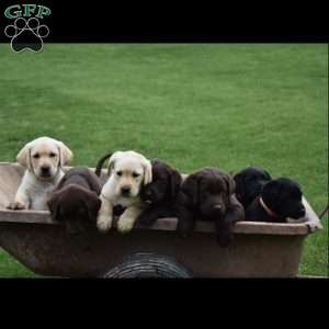 Winston, Yellow Labrador Retriever Puppy